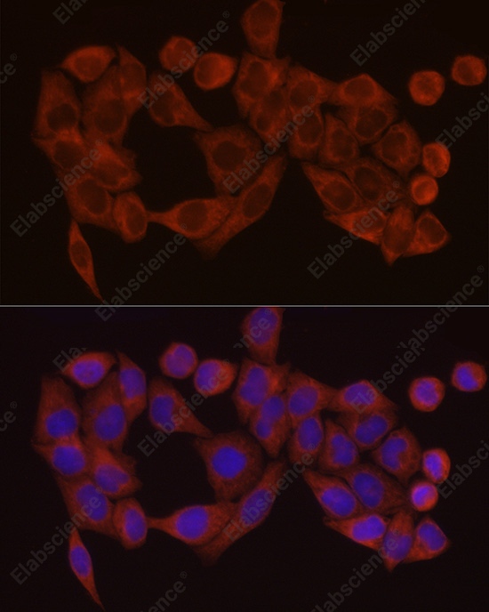 Иммунофлуоресценция, SDHC, клетки HeLa