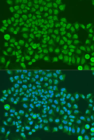 Валидация Elabscience E-AB-64616