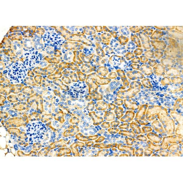 Валидация Affinity DF12592 - 7212