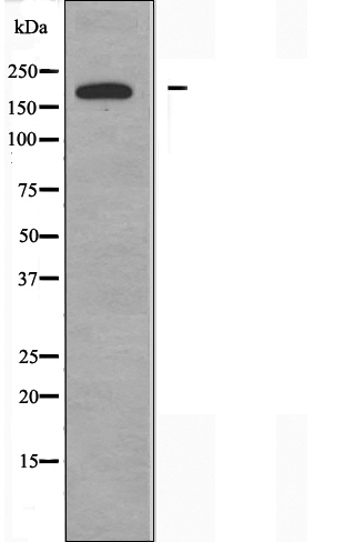 Валидация Affinity DF3857 - 14995