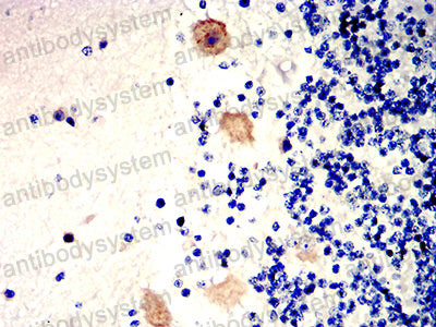 Валидация AntibodySystem RHG26601