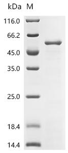SDS-PAGE
