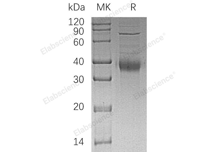 Валидация Elabscience PKSH032675(3109)