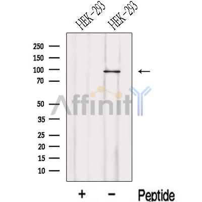 Валидация Affinity DF13127 - 8050
