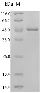 SDS-PAGE