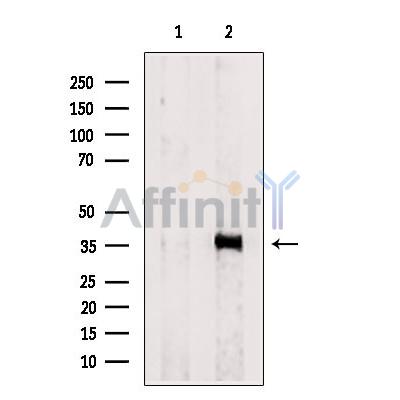 Валидация Affinity DF2954 - 13697