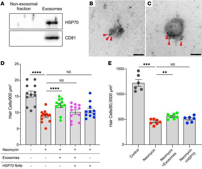 Валидация AssayVector ARM1332(906)