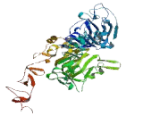 Epidermal Growth Factor Receptor 2 (EGFR2)