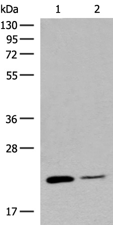 Валидация AssayVector ARM1916(2689)