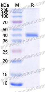YHF60802, SDS-PAGE