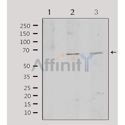 Валидация Affinity DF3097 - 13851