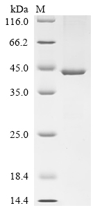 SDS-PAGE