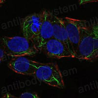 Валидация IF - AntibodySystem RHG41603