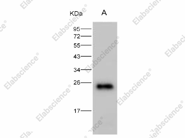Вестерн-блоттинг, HIV-1 p24, рекомбинантный белок