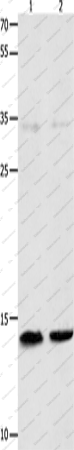 Вестерн-блоттинг, MYL9, клетки Jurkat и 231
