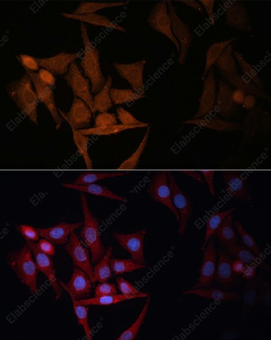 Иммунофлуоресценция, HLA-DPB1, клетки HeLa