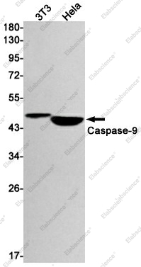 Вестерн-блоттинг, Caspase-9, клетки 3T3 и HeLa