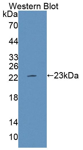 59475