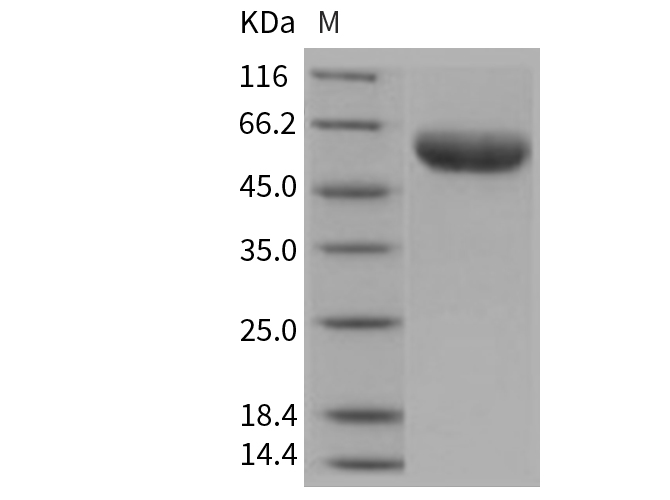 Валидация Elabscience PKSM040759(4730)