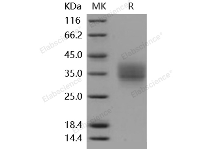 Валидация Elabscience PKSM040870(4826)