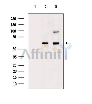 Валидация Affinity DF14373 - 10290