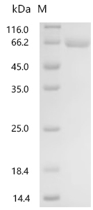 SDS-PAGE