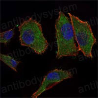 Валидация IF - AntibodySystem RHC96403