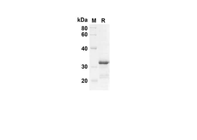 Валидация Elabscience PDEM100114(473)