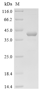 SDS-PAGE