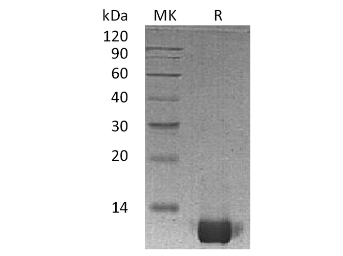 Валидация Elabscience PKSH033608(3898)