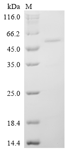 SDS-PAGE