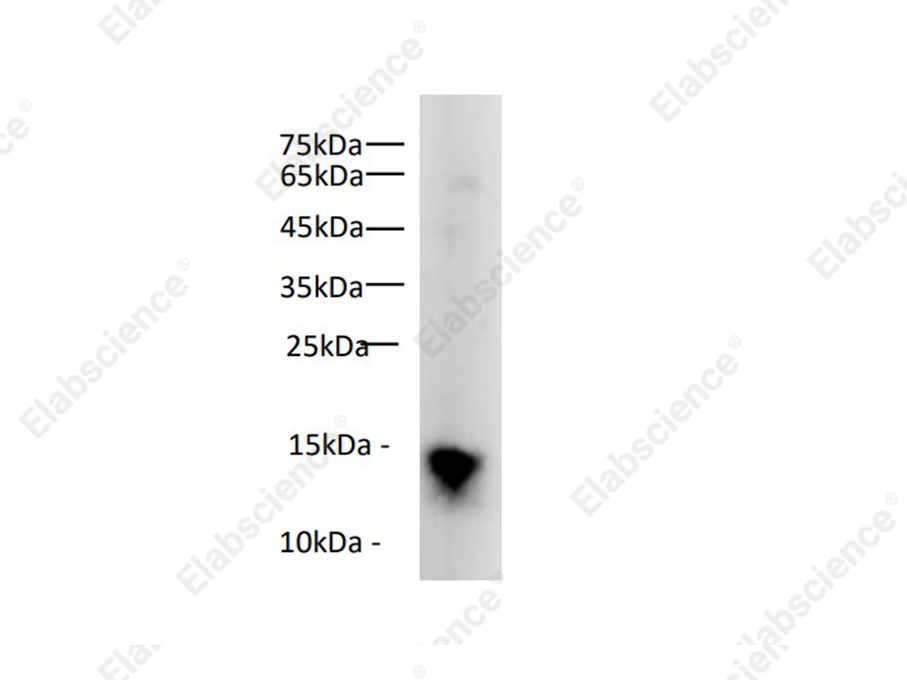 Вестерн-блоттинг, Histone H3, ткань селезенки мыши
