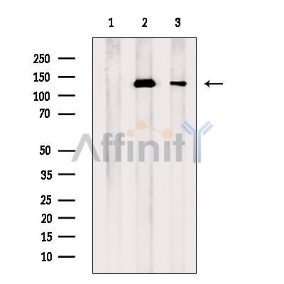 Валидация Affinity AF6265 - 3517