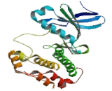 Protein Kinase, AMP Activated Alpha 2 (PRKAa2)