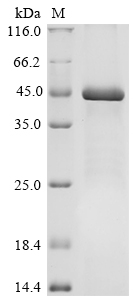 SDS-PAGE