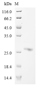 SDS-PAGE