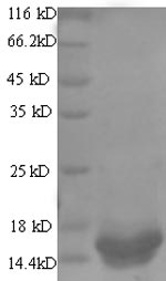 SDS-PAGE