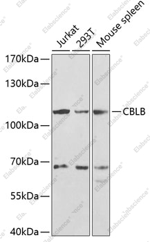 Вестерн-блоттинг, CBLB, различные клеточные линии