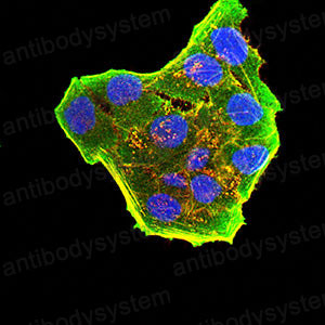 Валидация IF - AntibodySystem RHC83104
