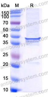 AHC90703, SDS-PAGE