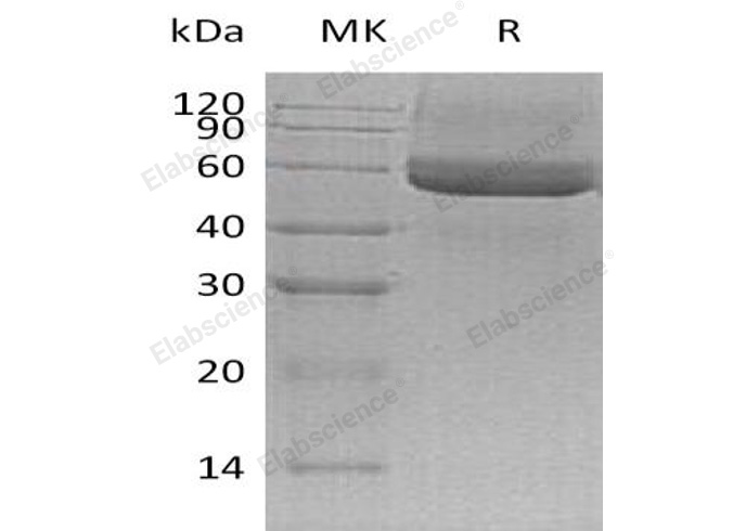 Валидация Elabscience PKSM041154(5065)