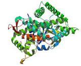 Cytochrome P450 2C19 (CYP2C19) Cytochrome P450 2C19 (CYP2C19)