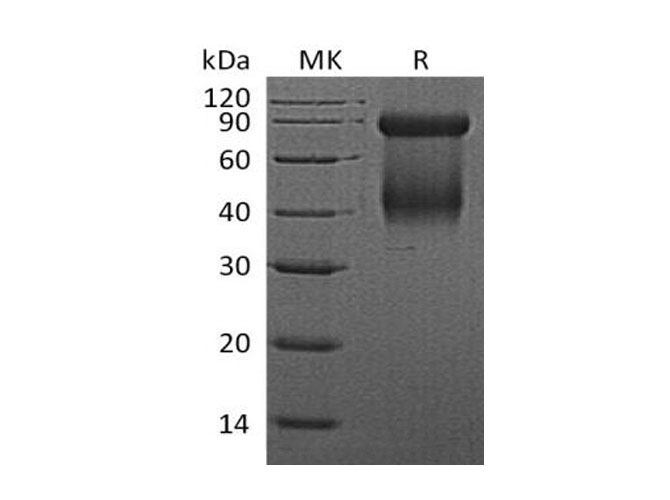 Валидация Elabscience PKSM041036(4966)