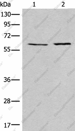 Вестерн-блоттинг, USP14, клетки A172 и Jurkat