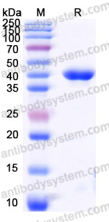 AMH50002, SDS-PAGE