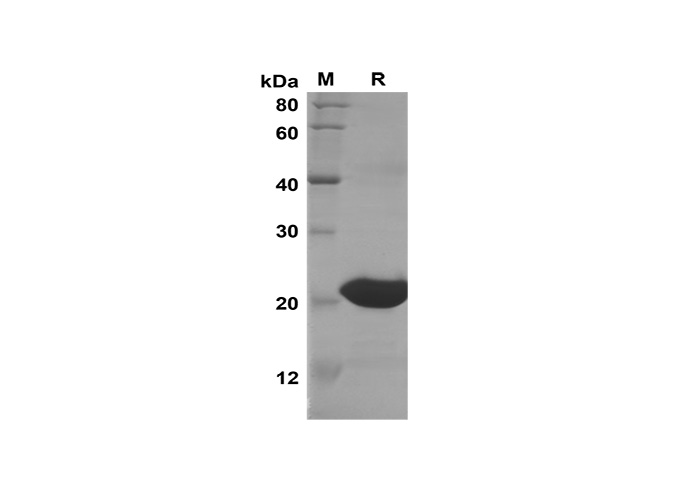 Валидация Elabscience PDEH100587(99)