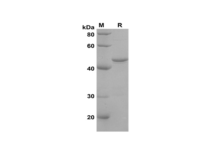 Валидация Elabscience PDEH100612(124)