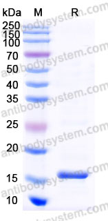 AMD50702, SDS-PAGE