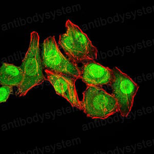 Валидация IF - AntibodySystem RHF53503