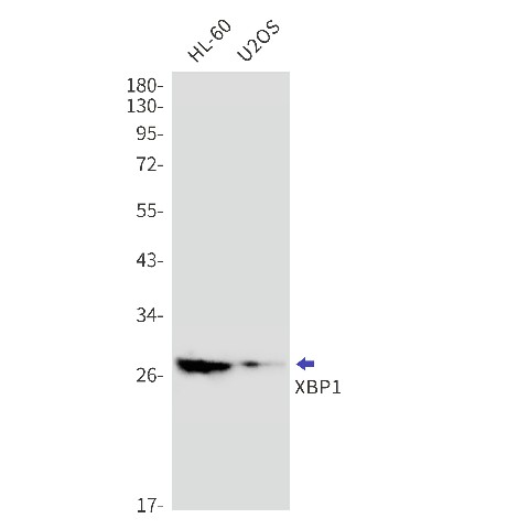 Валидация Elabscience E-AB-81622
